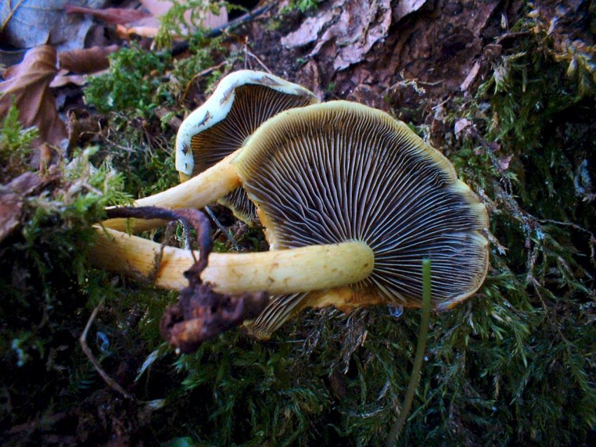 monti simbruini tra prati in fiore e verdi faggete